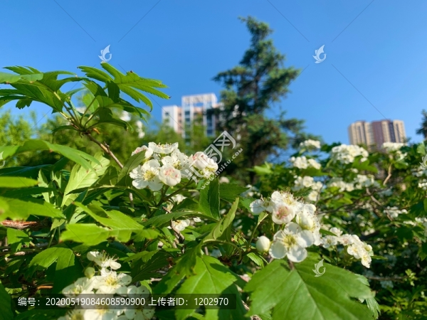 繡線菊