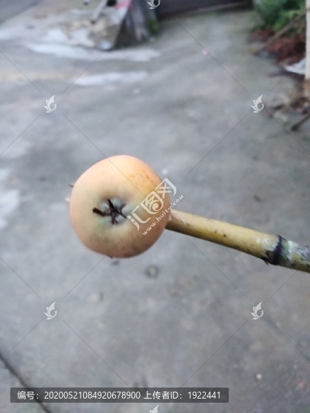 黃枇杷