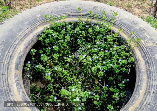 輪胎蘭花花