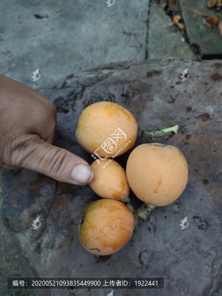 大枇杷