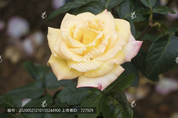 黃色花朵