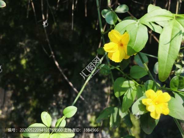 迎春花