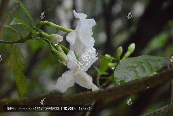 雨后之花