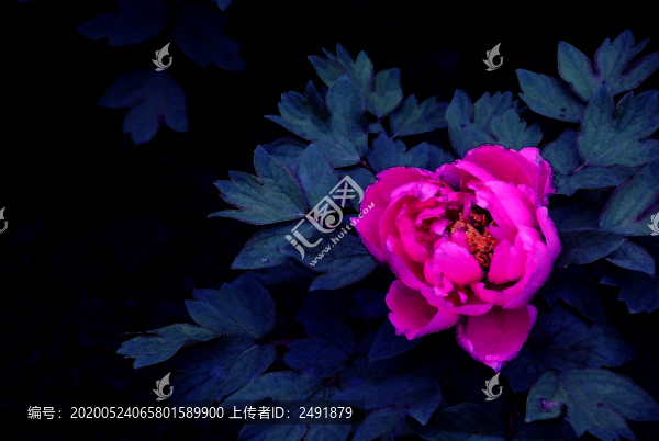 牡丹花裝飾畫(huà)