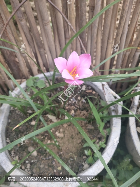 粉色水仙花