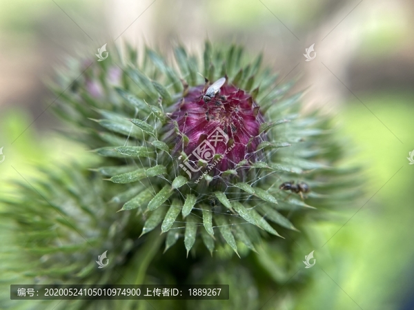 飛廉花