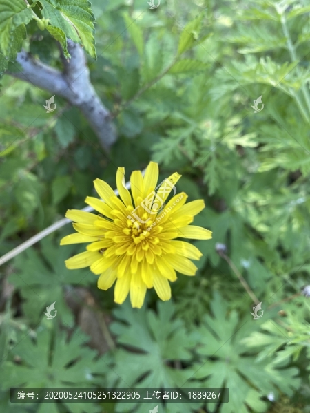蒲公英花