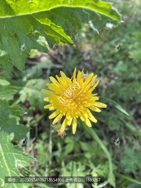 蒲公英花