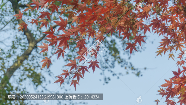 紅色楓葉