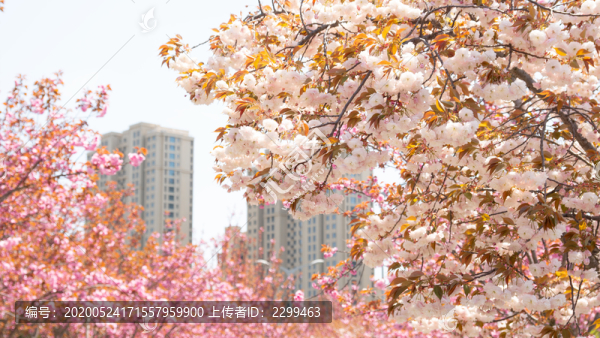 春季櫻花盛開