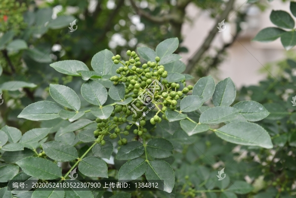 花椒樹上的花椒