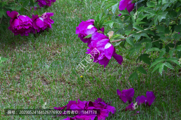 牡丹花