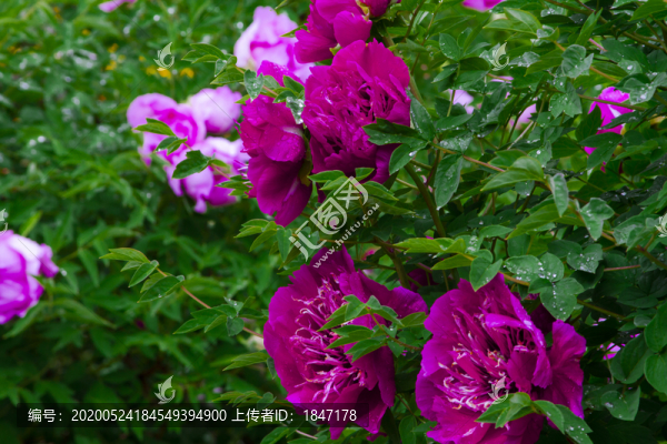 牡丹花