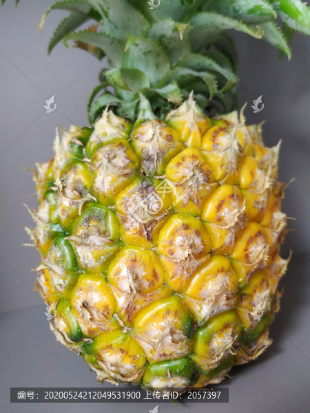 菠蘿