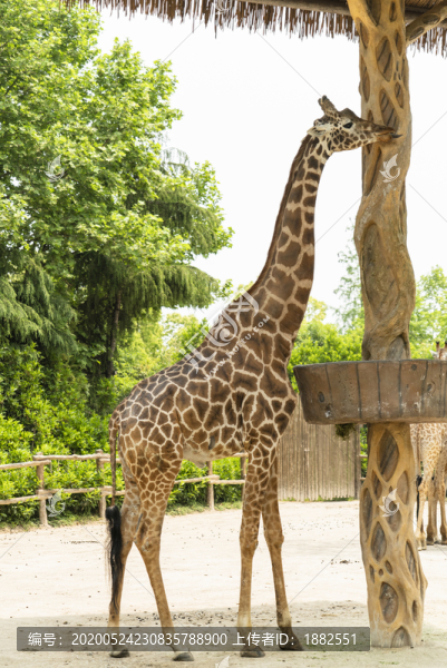 野生動物園的長頸鹿