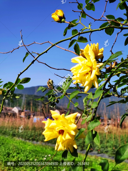 黃色月季花