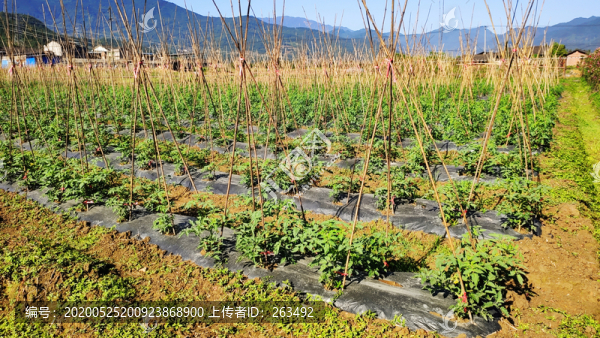 西紅柿種植園番茄幼苗