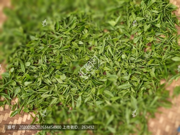 新鮮綠茶葉