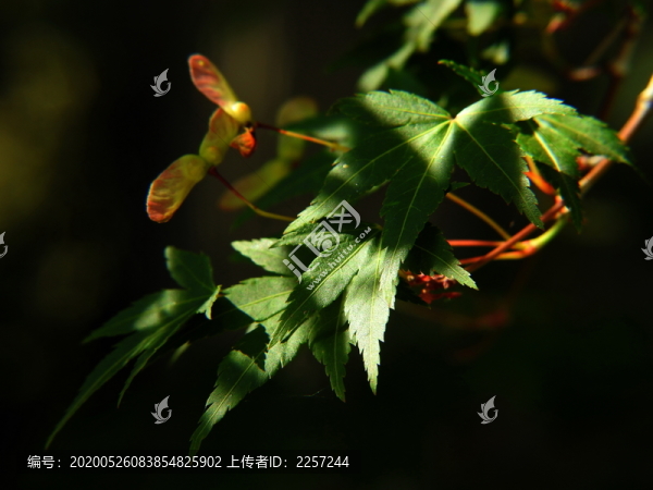 樹(shù)葉