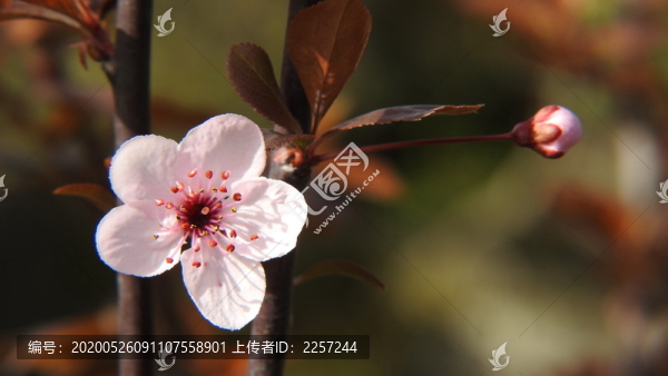 紫葉李