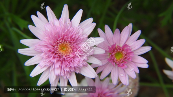 木茼蒿