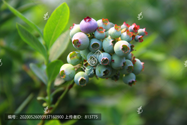 枝頭鮮果拍攝