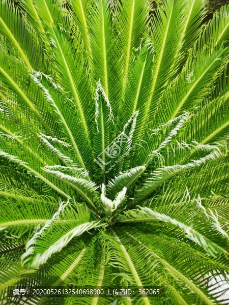 鐵樹