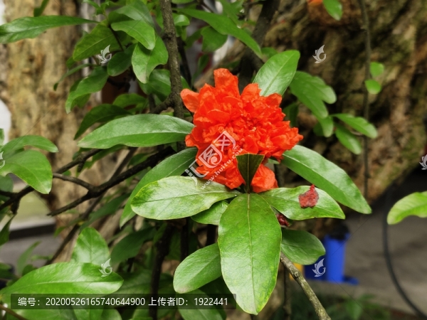 石榴花