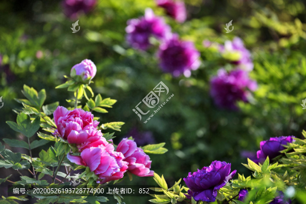 牡丹花