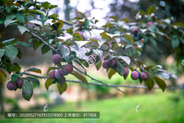紅葉李