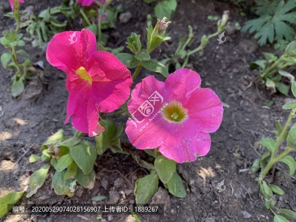 碧冬茄花