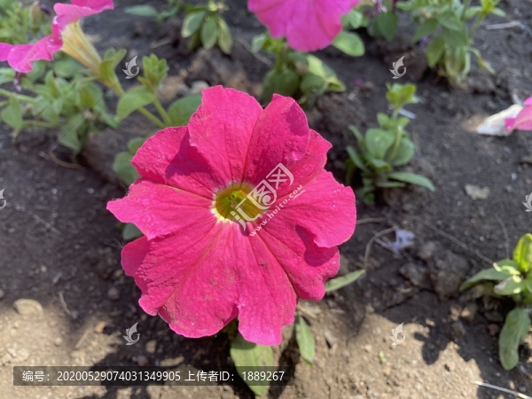 碧冬茄花