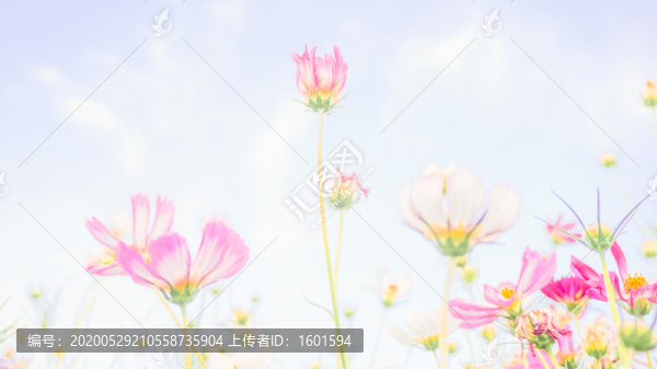 波斯菊