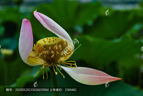 殘荷