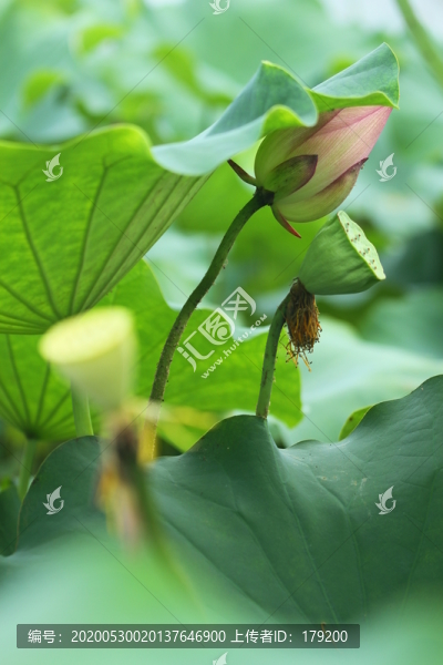 樟扒溝荷花