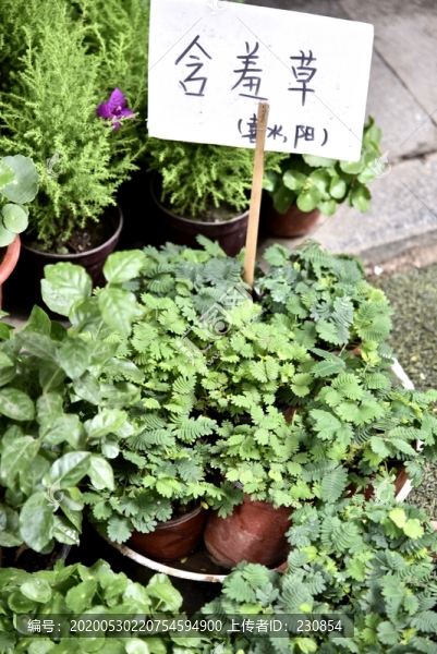 含羞草