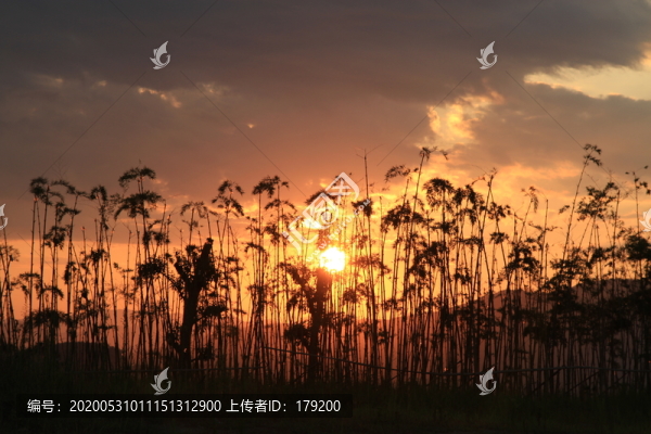 火燒云B