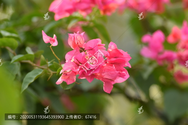 三角梅