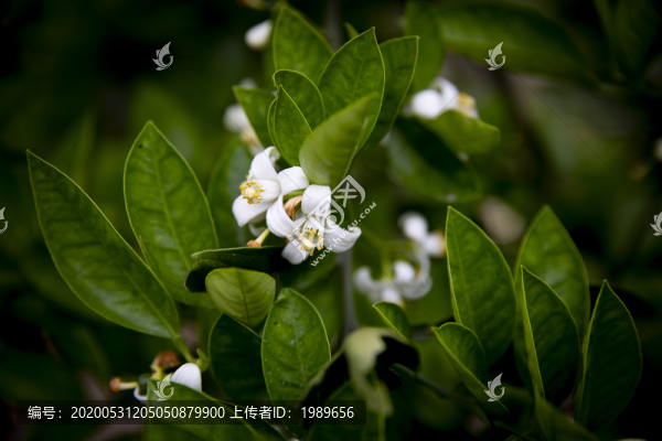 橘樹花