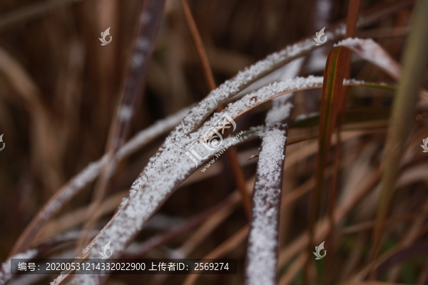 雪