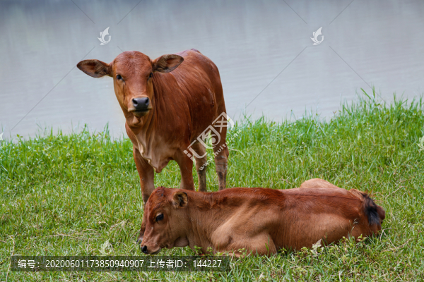 散養(yǎng)牛