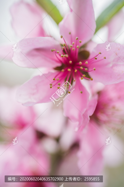 花園里盛開的桃花細節(jié)