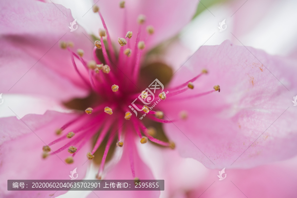 花園里盛開的桃花細節(jié)