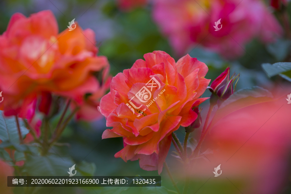 月季花