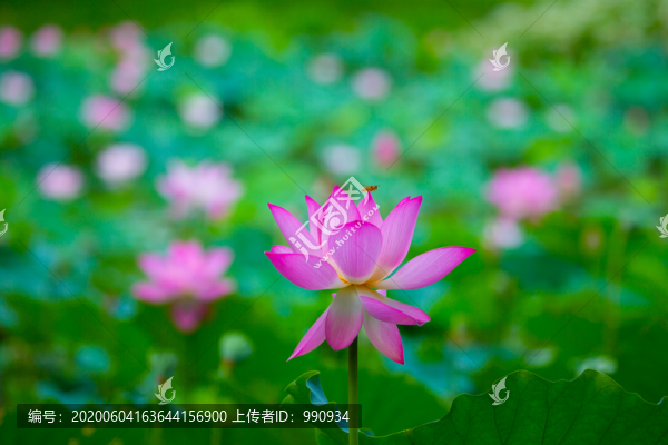 寫意荷花