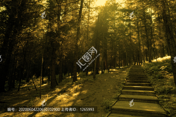 清晨的黃捻子溝森林公園
