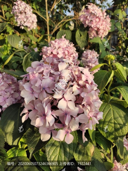 粉色繡球花