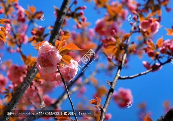大石門櫻花油菜花CM