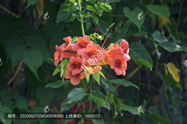 凌霄花