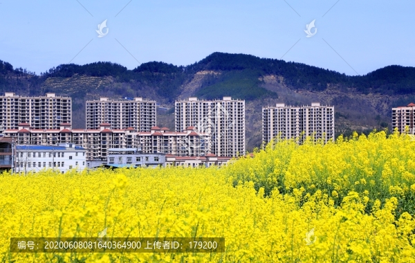 油菜花DO